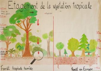 Geographie_Poster_Stockwerkbau_tropischer_Regenwald.jpg